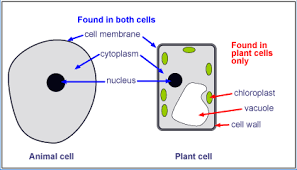 Questions of Plant and Animal cell