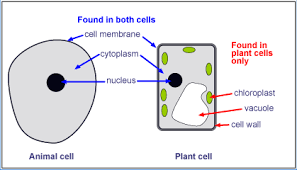 Top 50 Questions Of Plant And Animal Cell