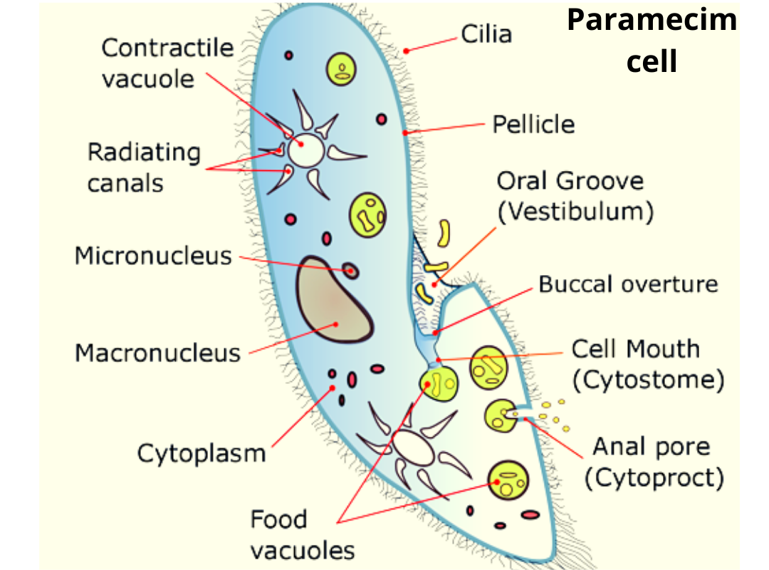 Top 50 Questions Of Plant And Animal Cell