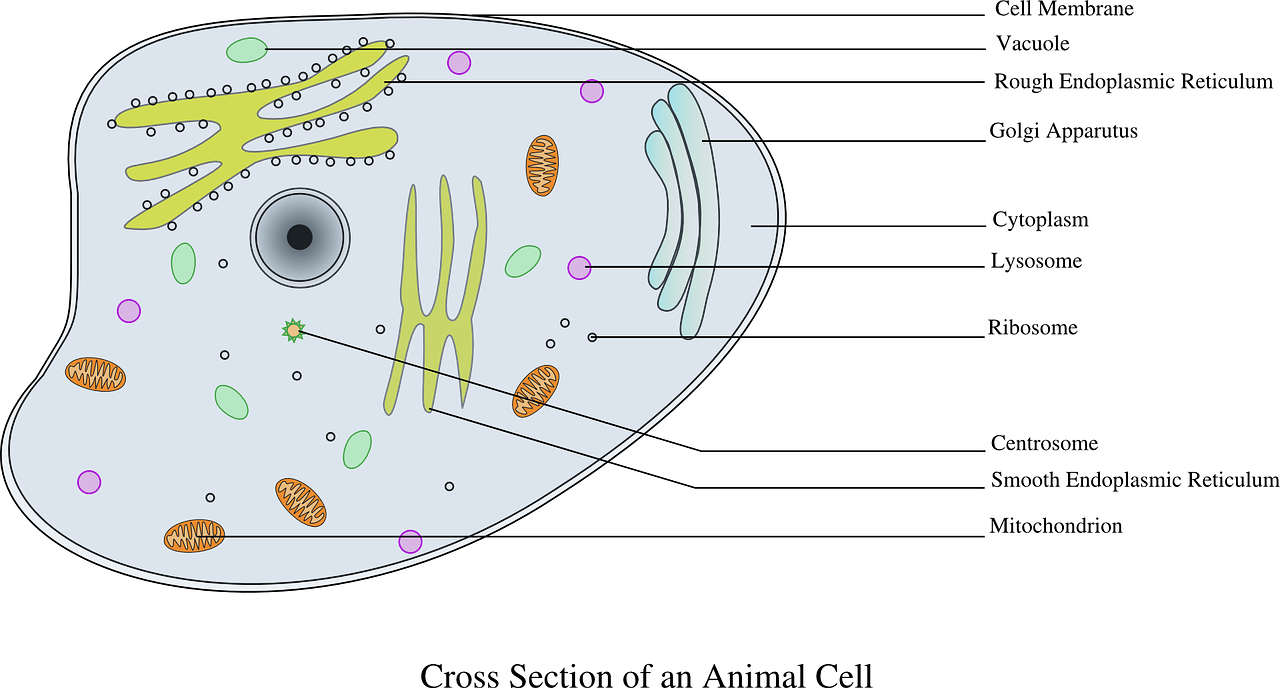 Questions of Plant and Animal cell