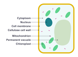 Questions of Plant and Animal cell