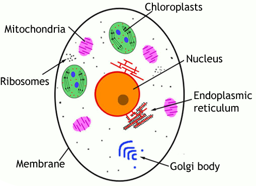 Top 50 Questions Of Plant And Animal Cell