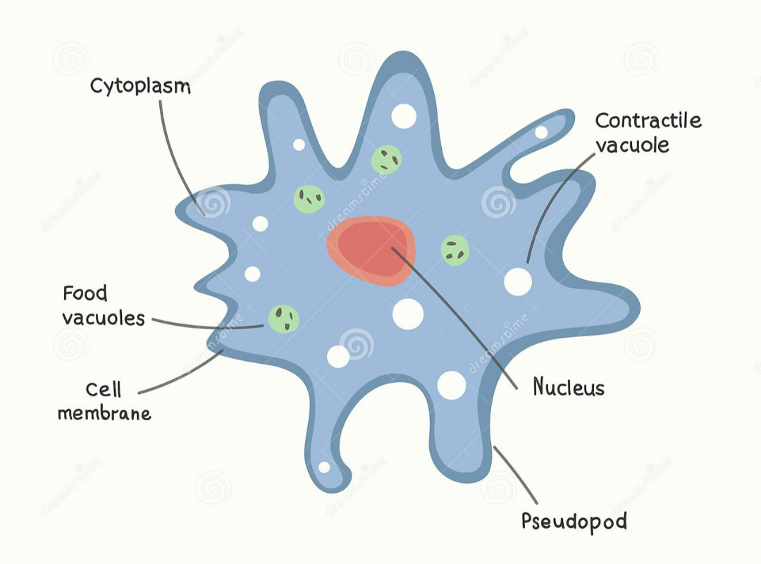 Questions of Plant and Animal cell