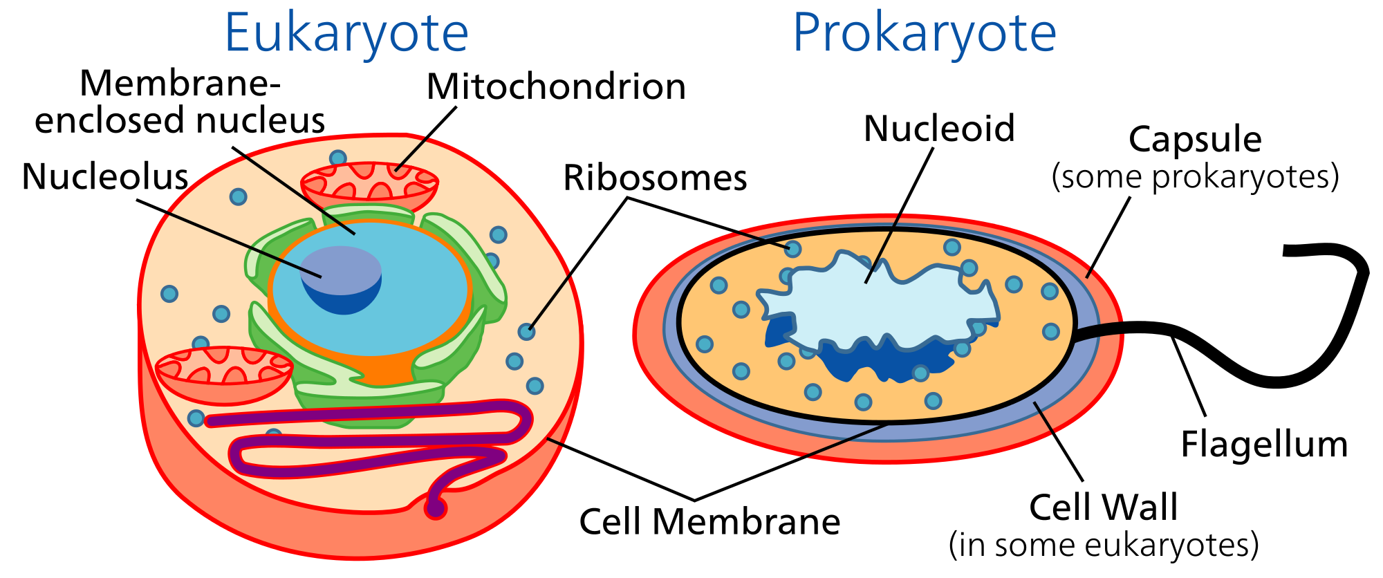 Questions of Plant and Animal cell