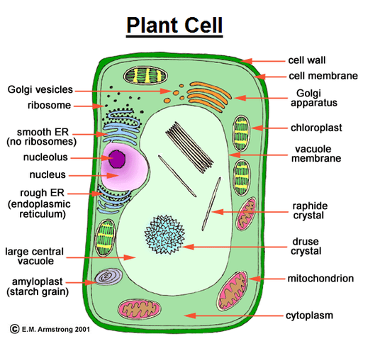 Questions of Plant and Animal cell