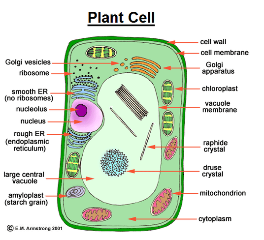 labeled plant and animal cells