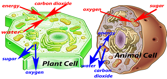 plant cell diagram labeled 9th grade