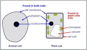 cell1
