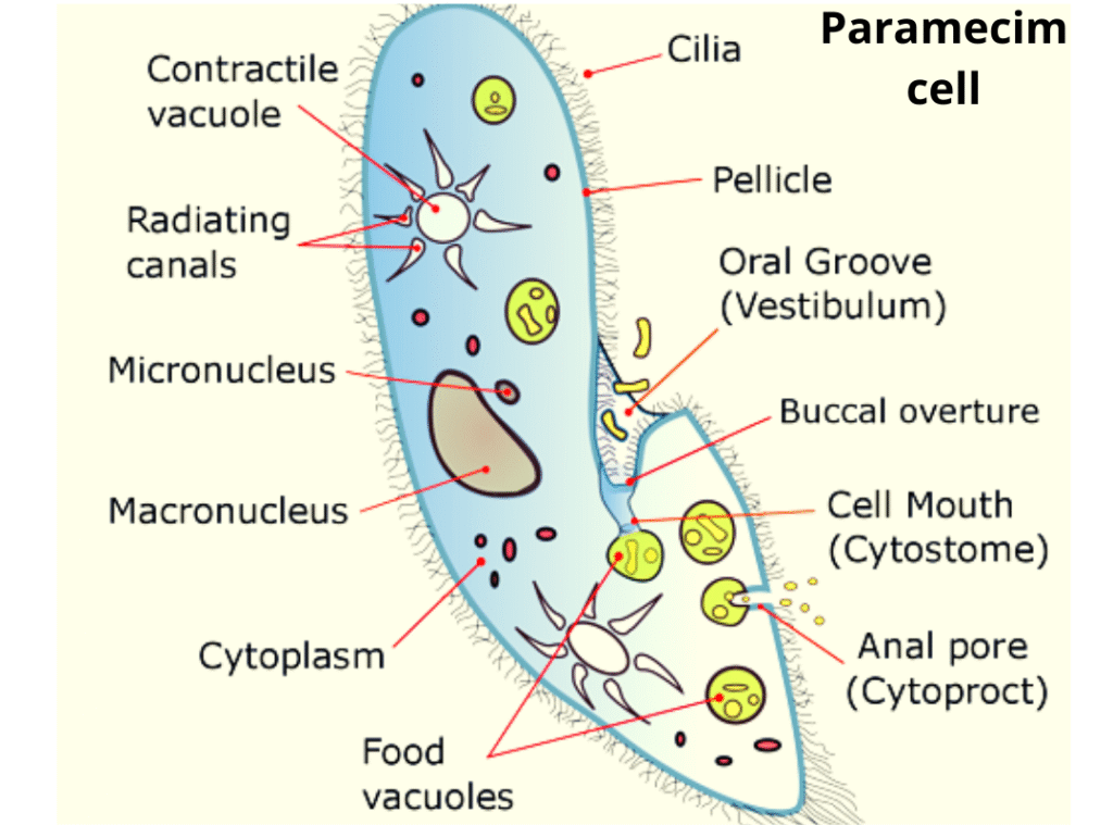 cell10