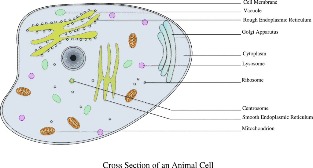 cell12