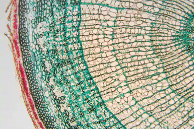 cell3