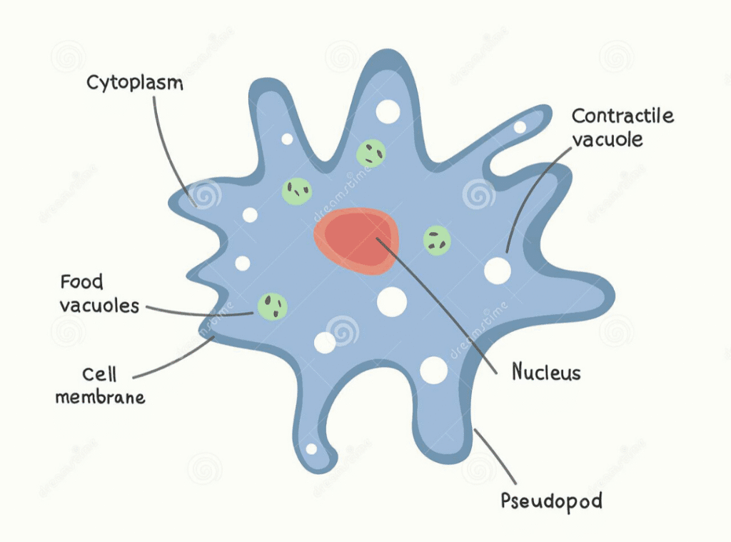 cell5