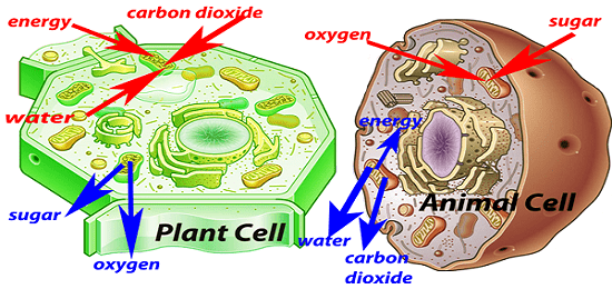 Questions of Plant and Animal cell
