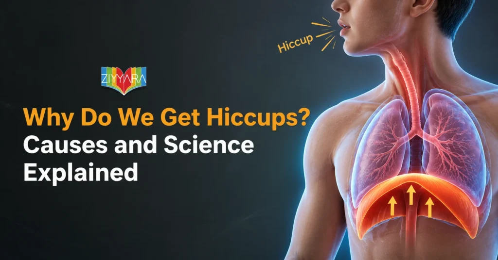 Why Do We Get Hiccups